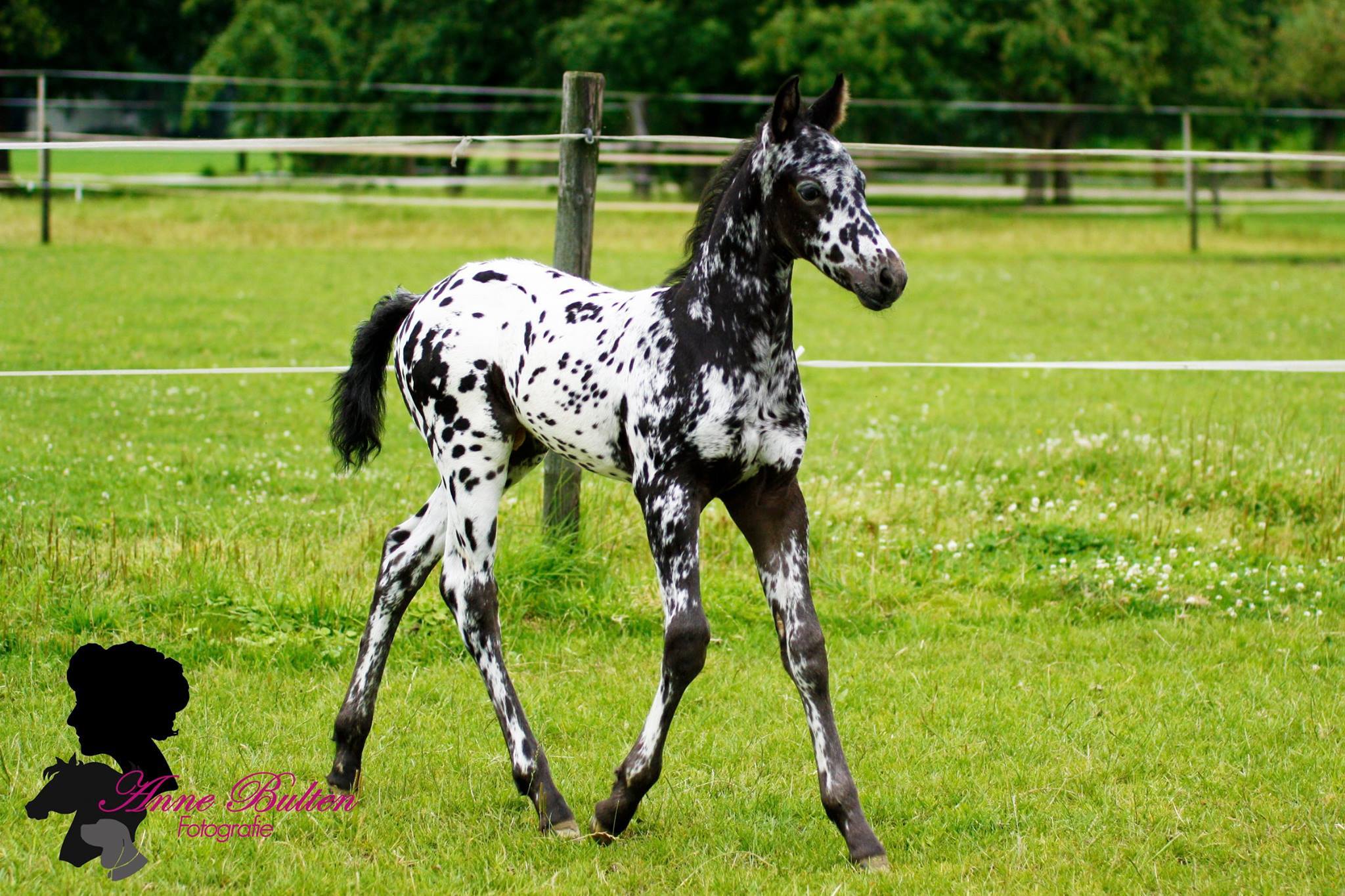 Appaloosa Colt Anne Bulten Fotografie, Netherlands